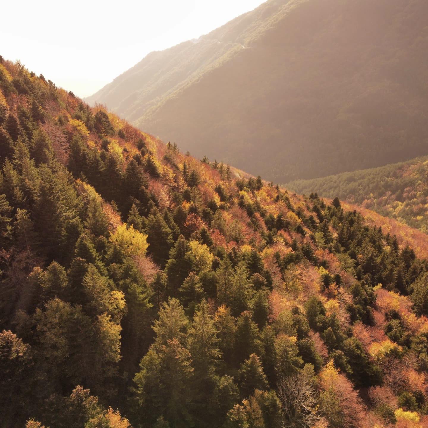 Versante di montagna con faggete autunnali e luce dorata