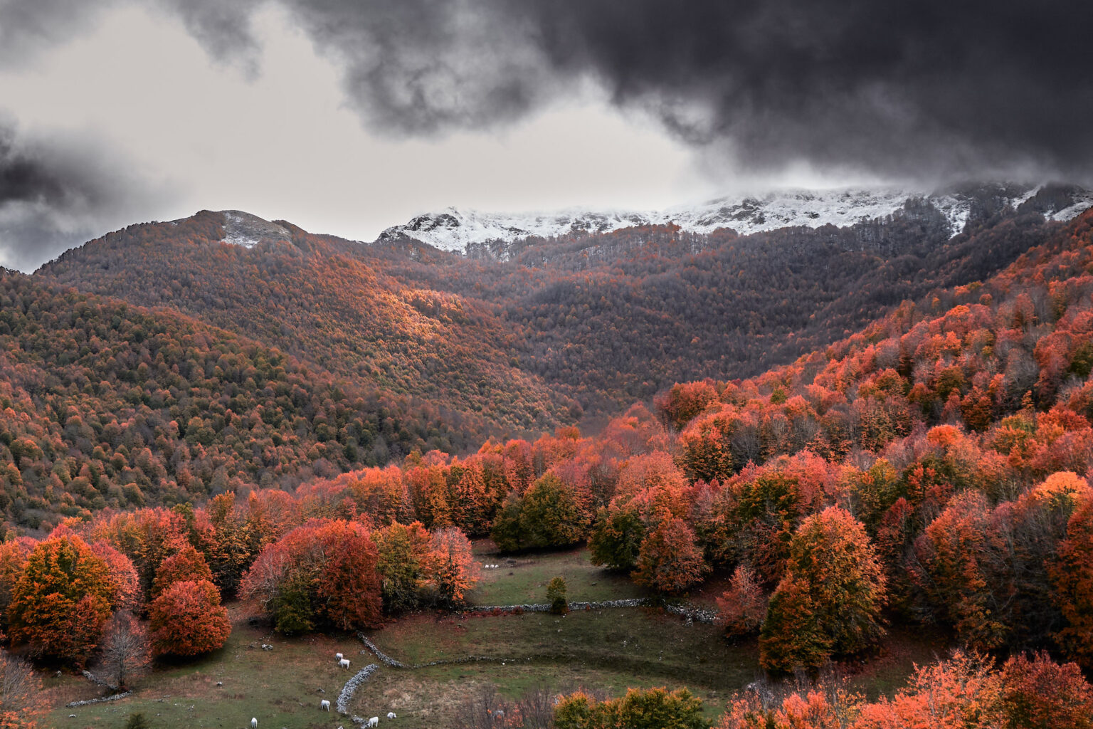 Faggeta autunnale in rosso e arancio sul versante di una valle, con nuvole scure e cime innevate