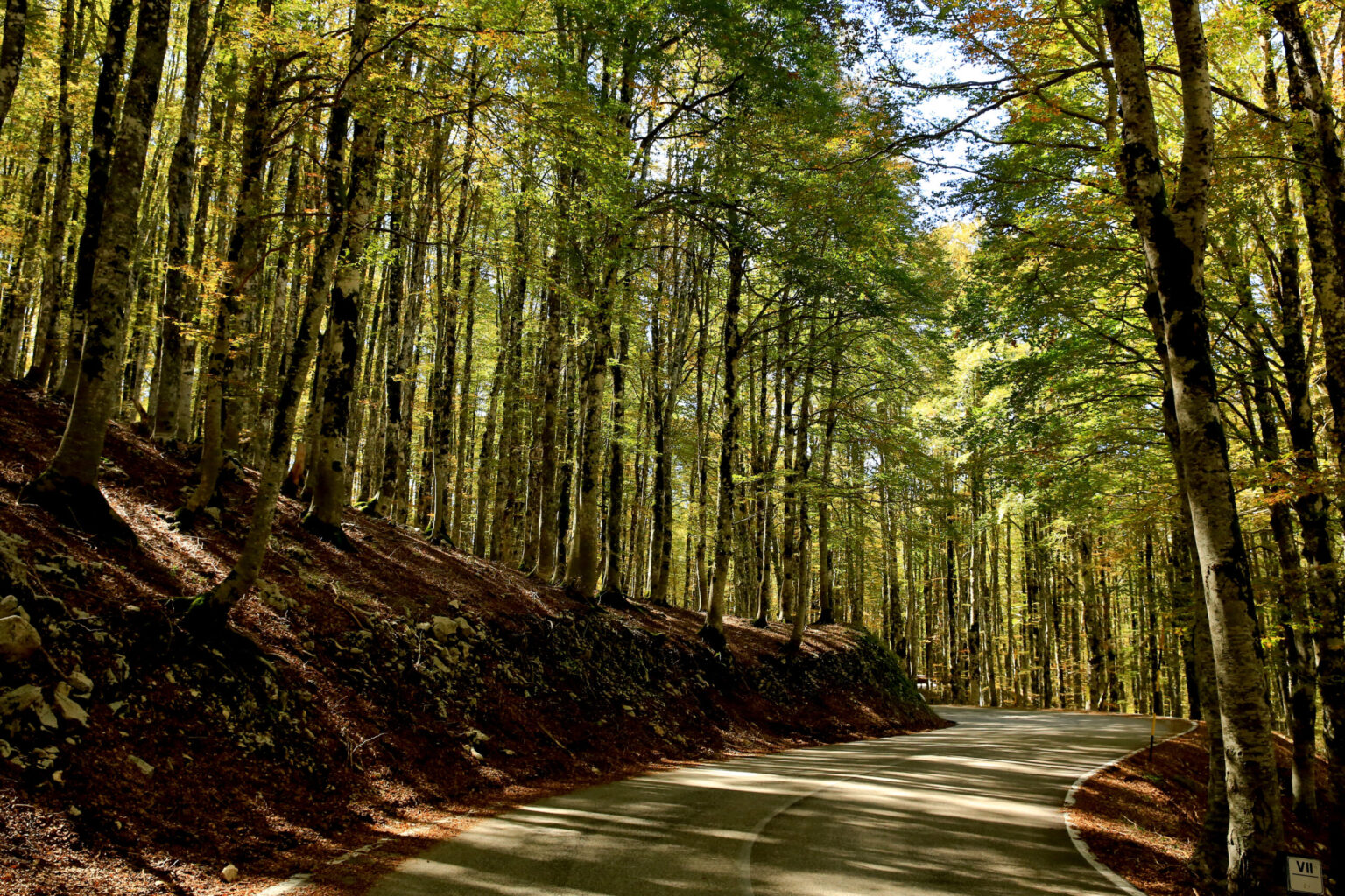 Road in the beech forest with autumn light and leaves on the edge
