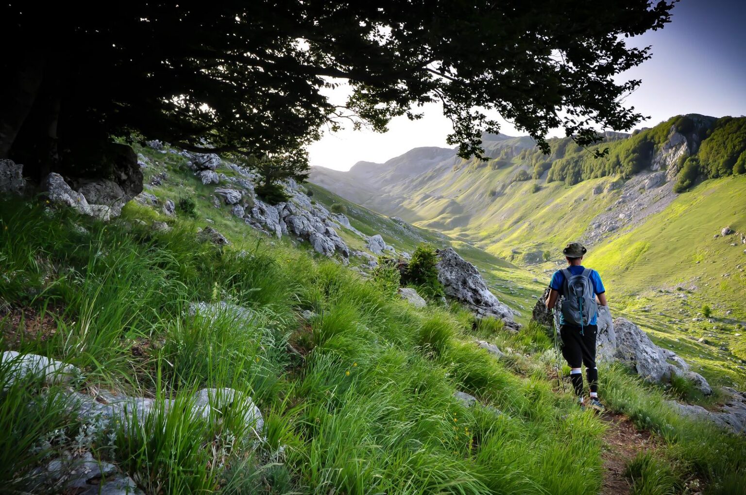 Hiker on a downhill trail under a beech tree, with the valley in the background