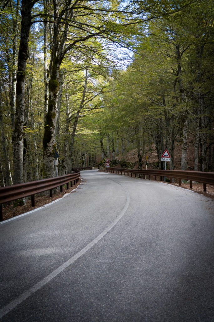 Asphalt road crossing the beech forest with guardrail