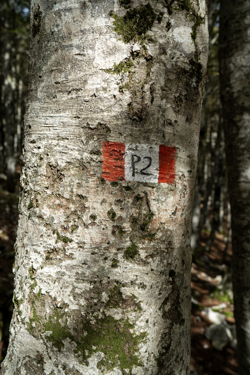 Beech trunk with the red and white trail marker for trail P2