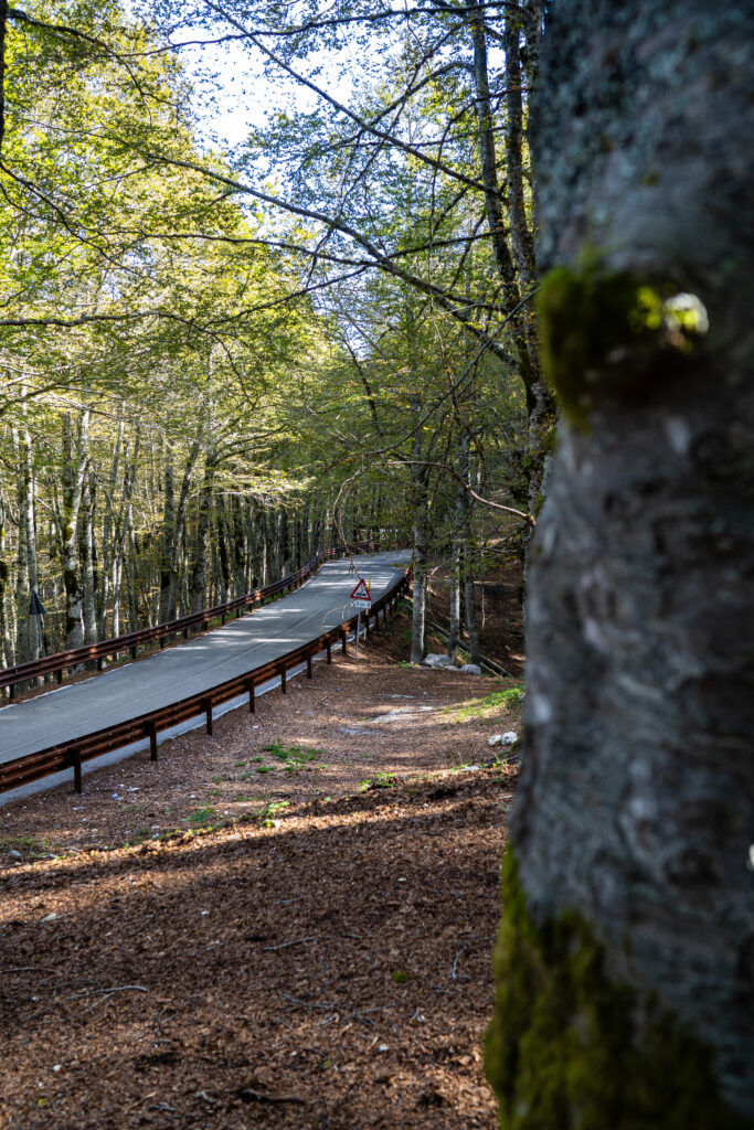 Pass road in the beech forest, next to the trunk of a moss-covered beech tree