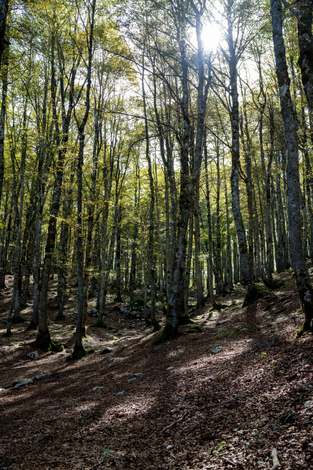 Faggeta con raggi di sole tra i tronchi, in autunno