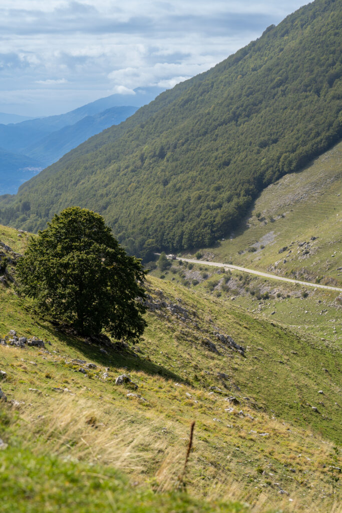 Faggio isolato su un pendio con la valle sullo sfondo