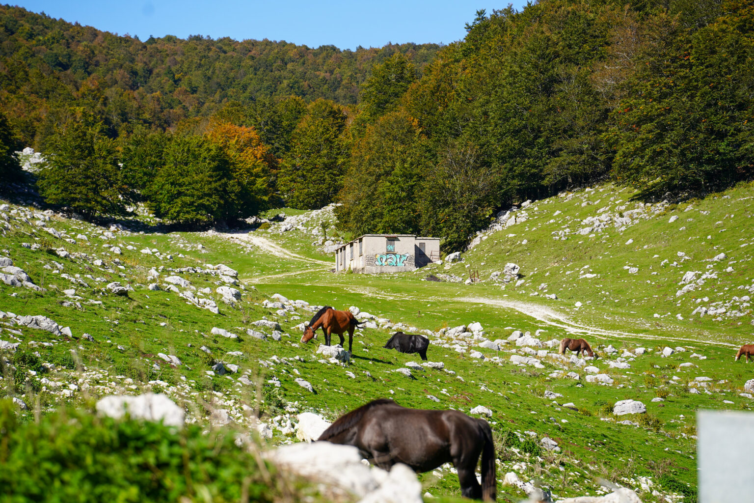 Cavalli al pascolo su un prato di alta quota davanti alla faggeta autunnale