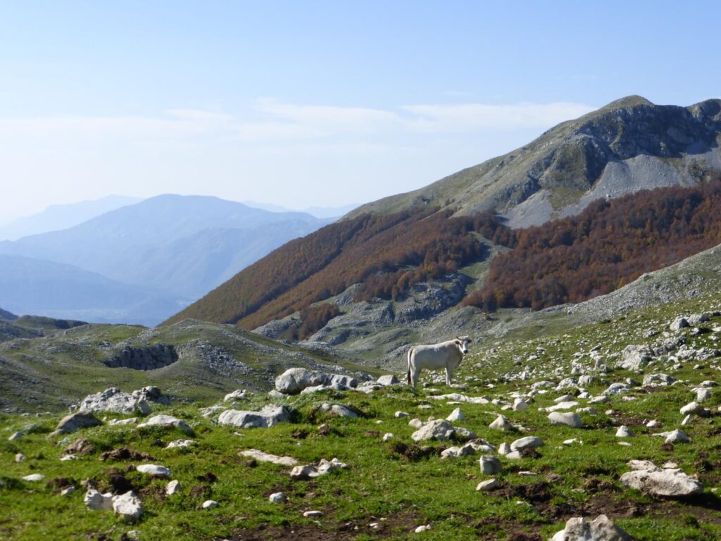 Pendii di montagna con faggete autunnali e prati, un cavallo bianco al pascolo