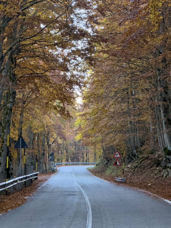 Strada nella faggeta con foglie gialle e rame, foto del blocco Foliage Tracker